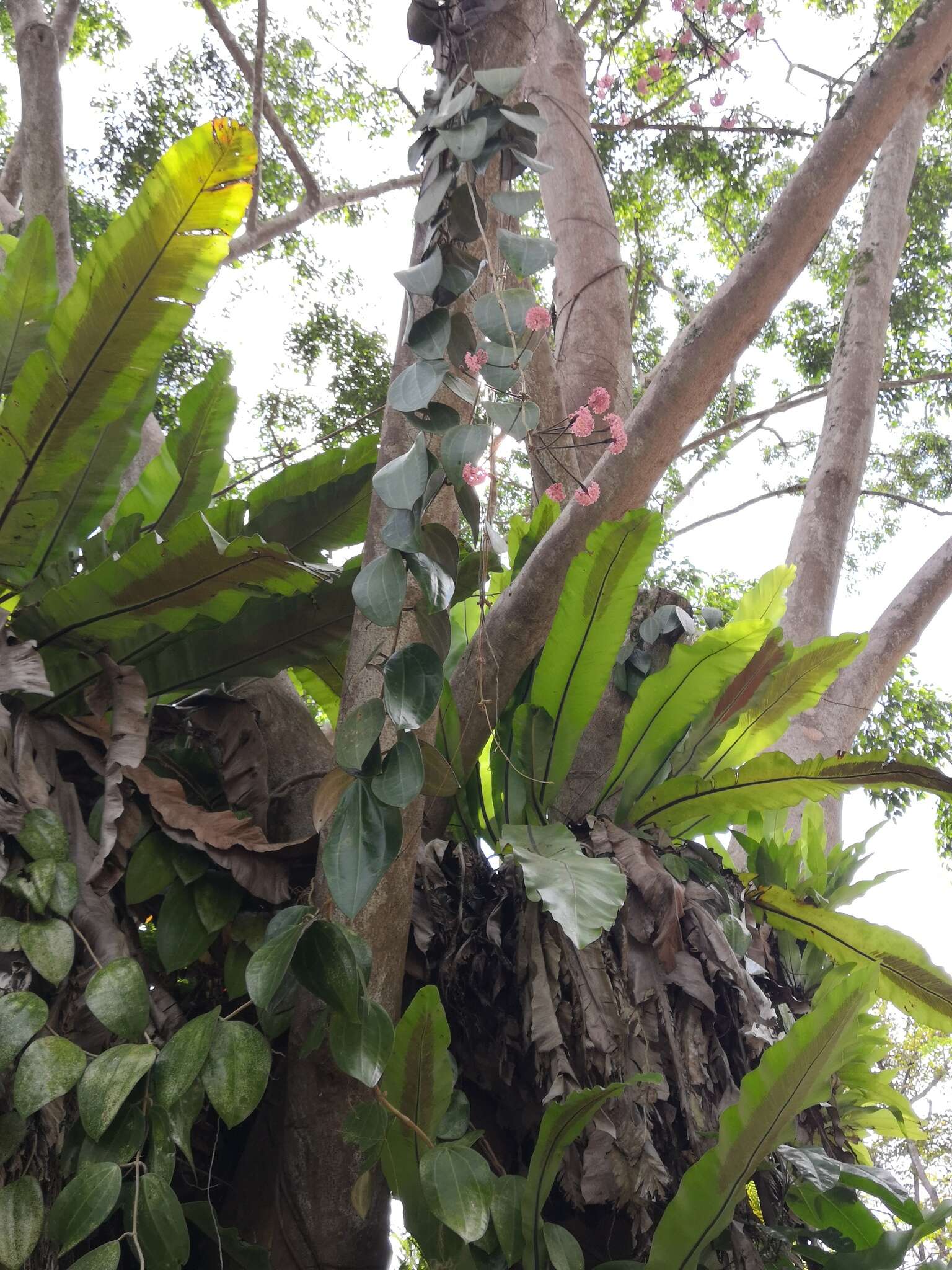 Image of Hoya latifolia G. Don