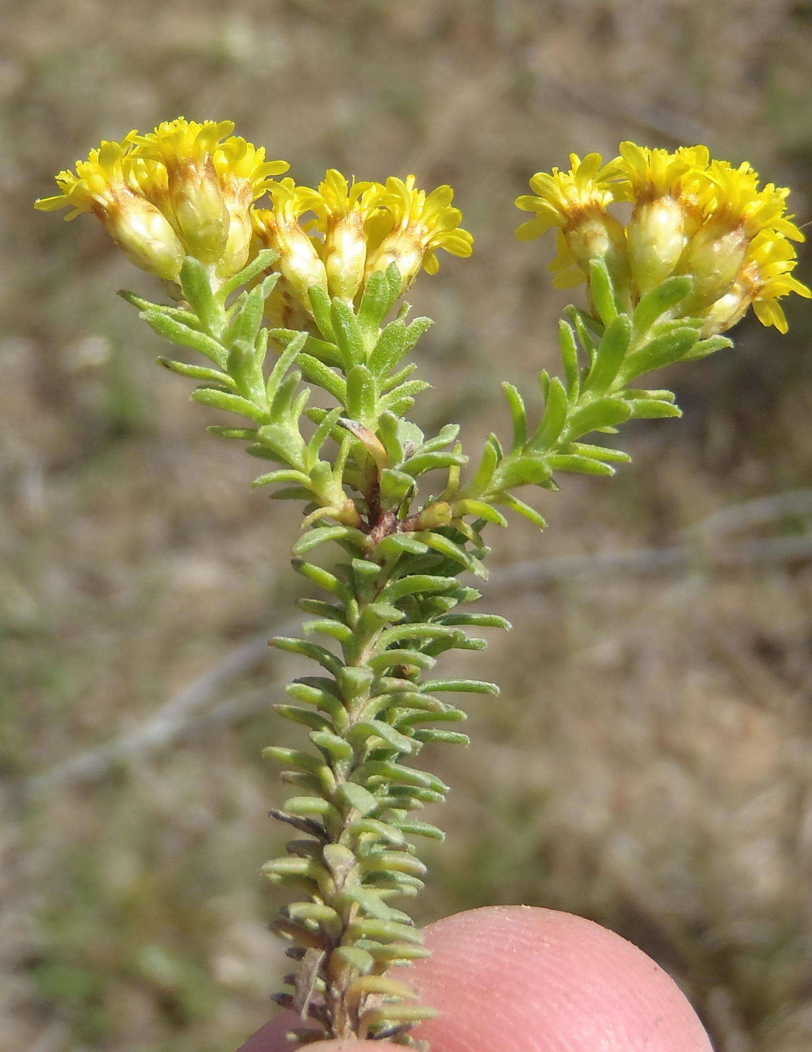 Plancia ëd Oedera genistifolia (L.) A. A. Anderberg & K. Bremer