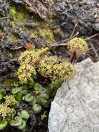 Imagem de Diplaspis cordifolia (Hook.) Hook. fil.