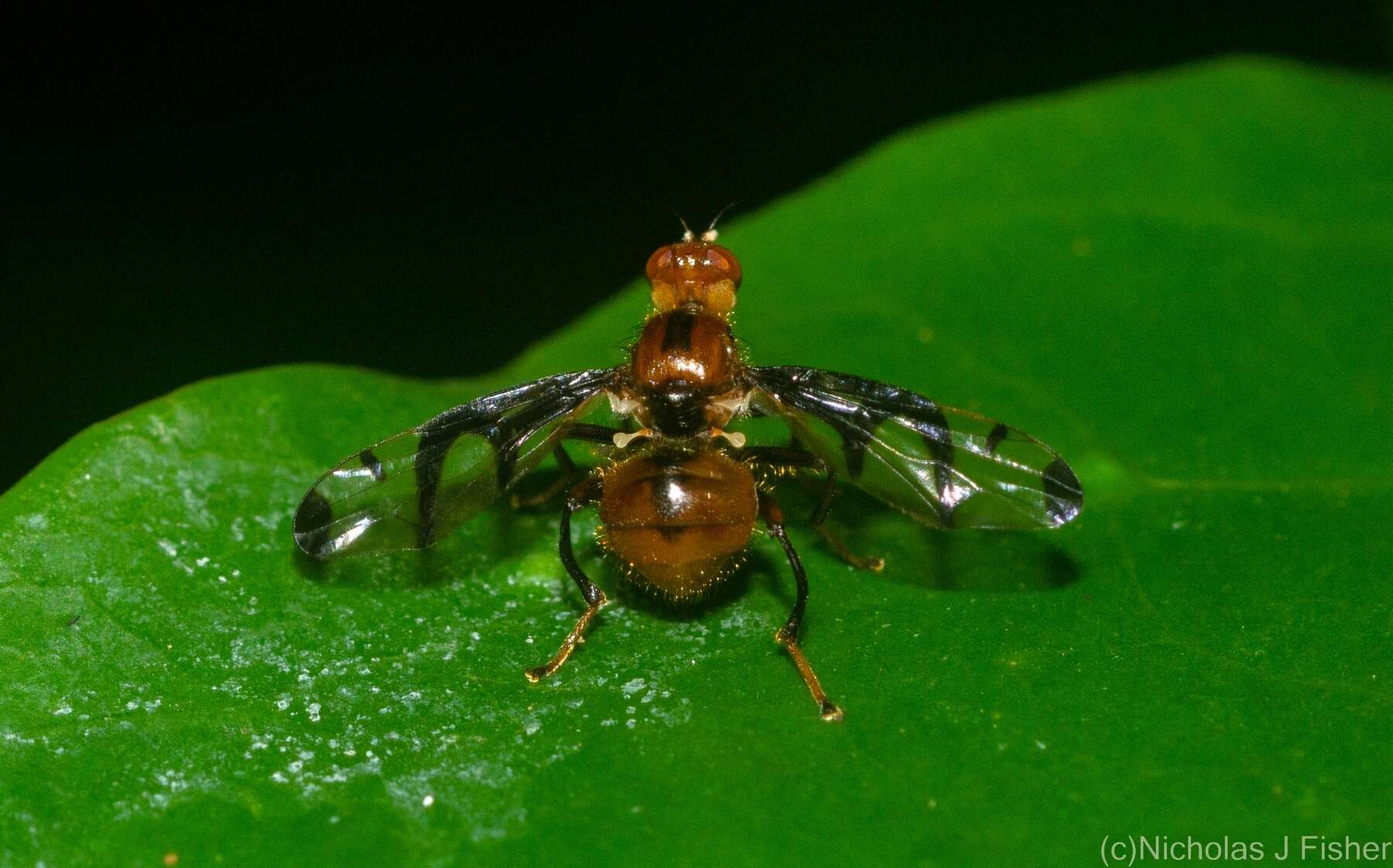 Image of Loxoneuroides variipennis Hendel 1914