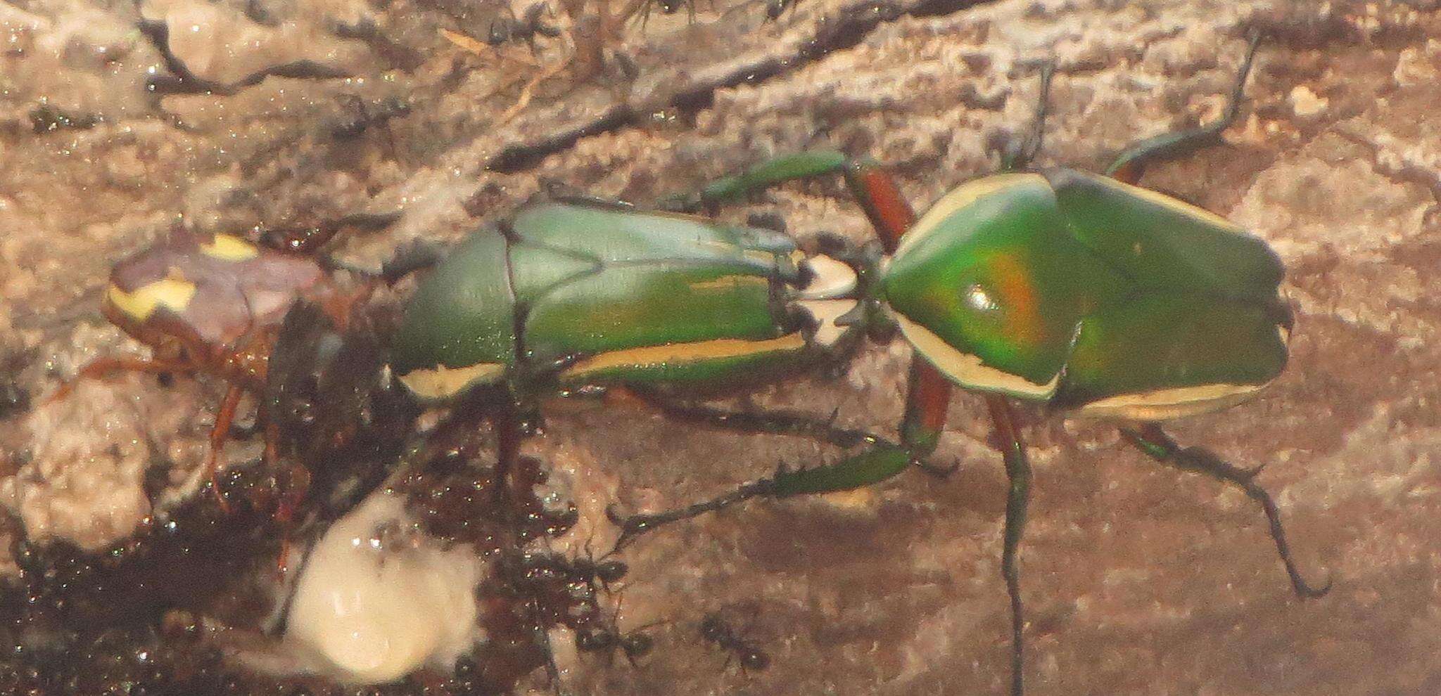 Image of Dicronorhina derbyana derbyana Westwood 1842