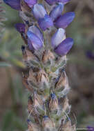 Image of Pacific lupine