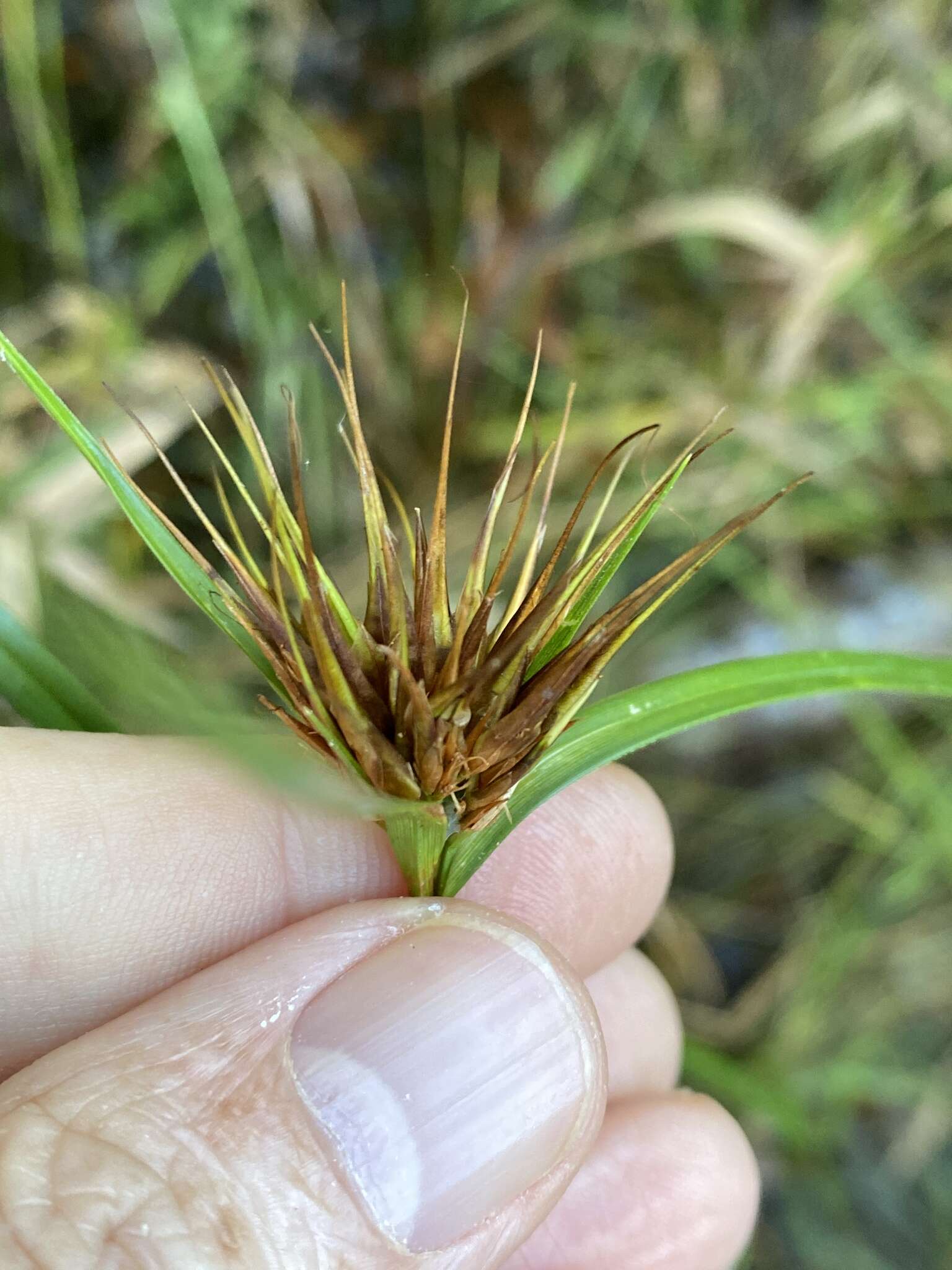 Plancia ëd Rhynchospora macrostachya Torr. ex A. Gray