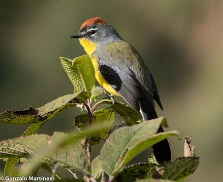 Image of Brown-capped Redstart