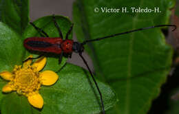 Image of Tylosis suturalis White 1853