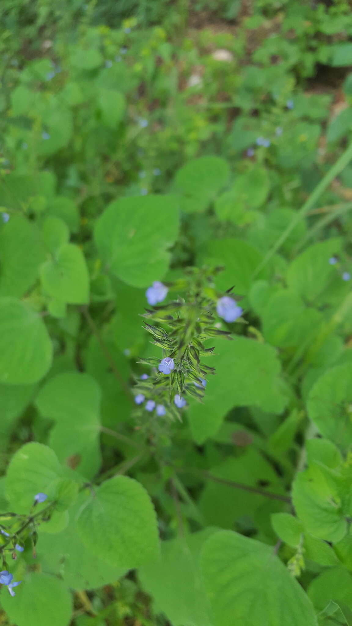 Imagem de Salvia tiliifolia Vahl