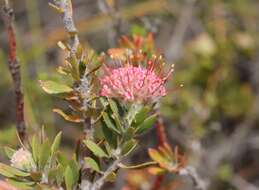 Image of Leucospermum royenifolium (Salisb. ex Knight) Stapf