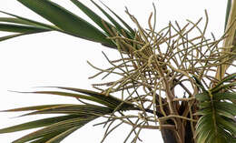 Image of Sierran palm