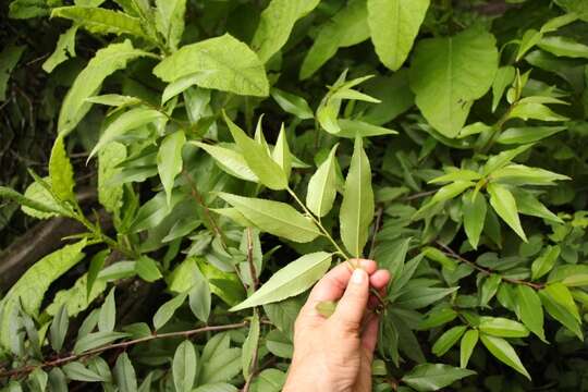 Image of African Almond