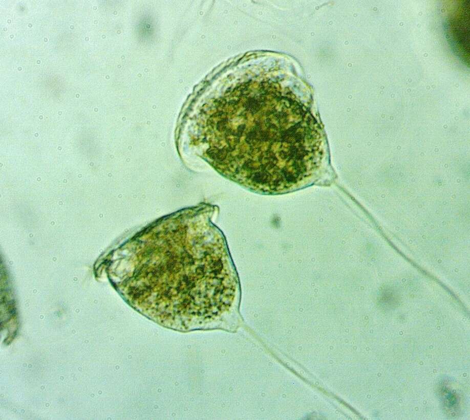 Image de Vorticella campanula