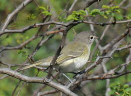 Vireo bellii arizonae Ridgway 1903 resmi