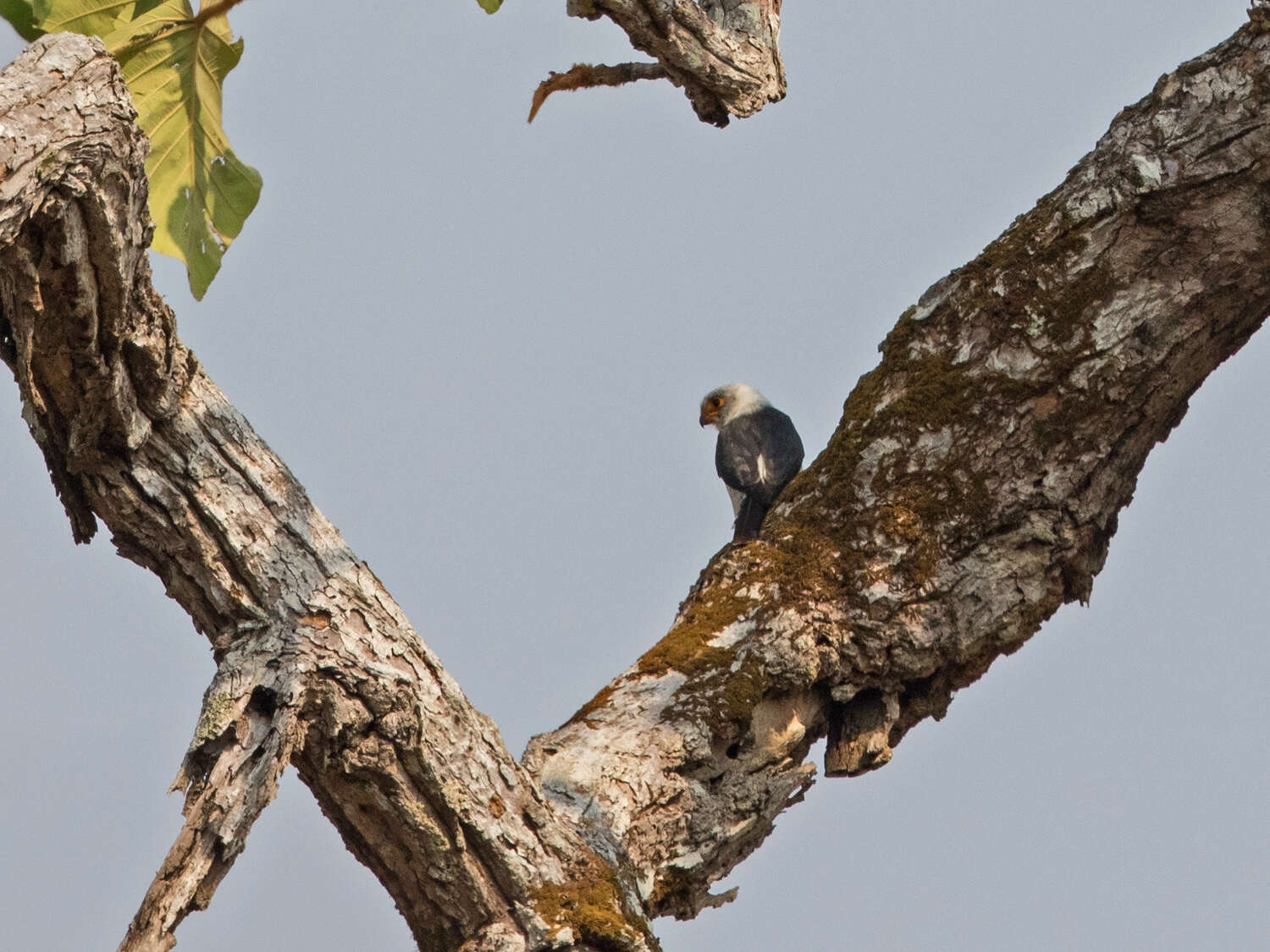 Image of Fielden's Falconet