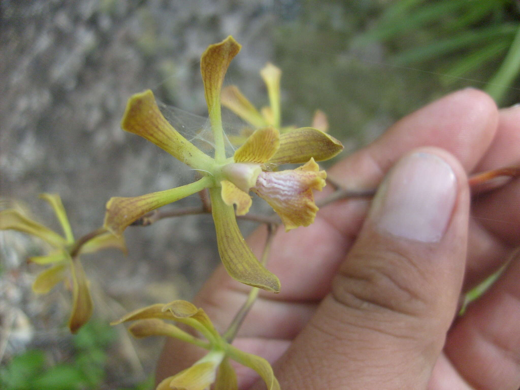 Image of Encyclia alata subsp. parviflora (Regel) Dressler & G. E. Pollard