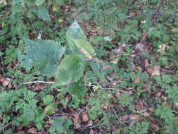 Image of Saussurea grandifolia Maxim.