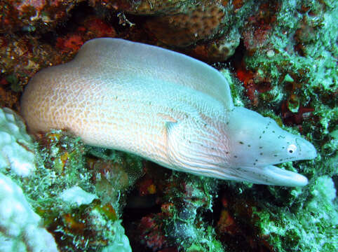 Image of Geometric moray