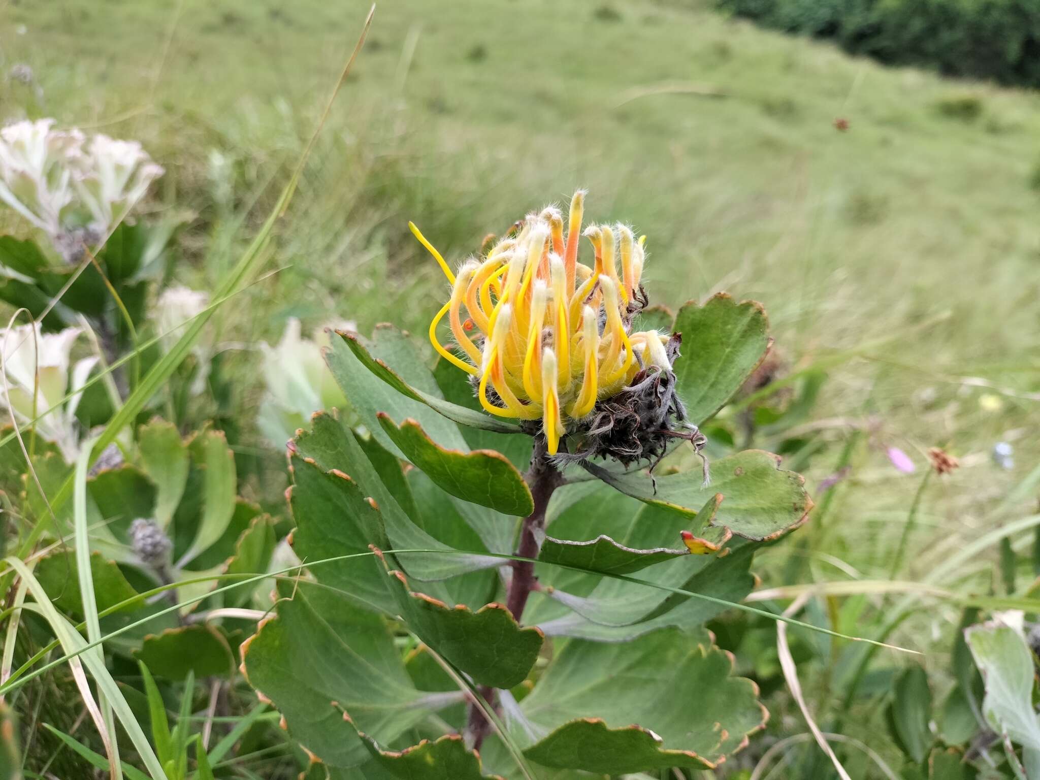 Image of Leucospermum innovans Rourke