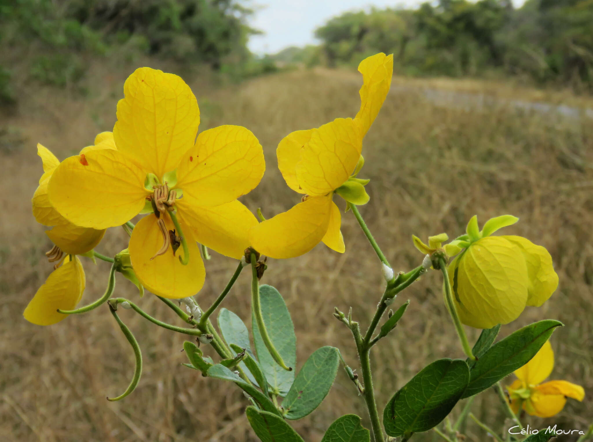 Sivun Senna rugosa (G. Don) H. S. Irwin & Barneby kuva