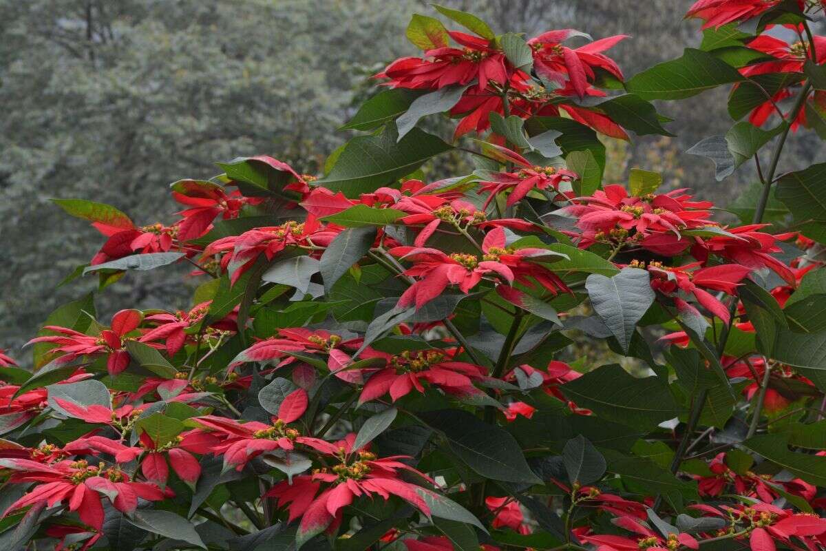 Image of poinsettia