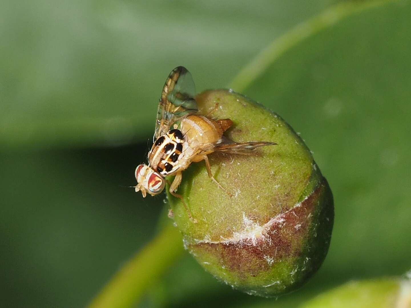 Image of Capparimyia savastani (Martelli 1911)