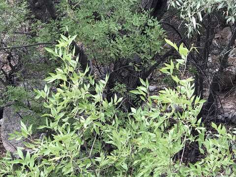 Image of Chihuahuan ash