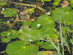 Image of white water snowflake