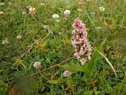 Dactylorhiza incarnata subsp. incarnata resmi