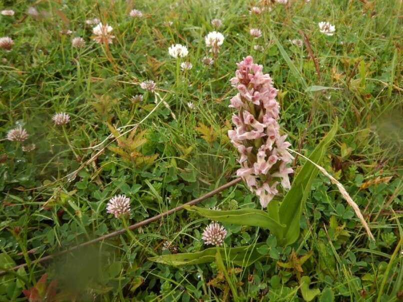 Dactylorhiza incarnata subsp. incarnata resmi