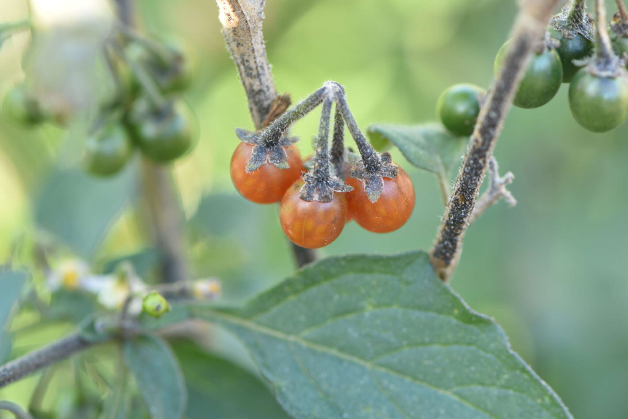 Image of hairy nightshade