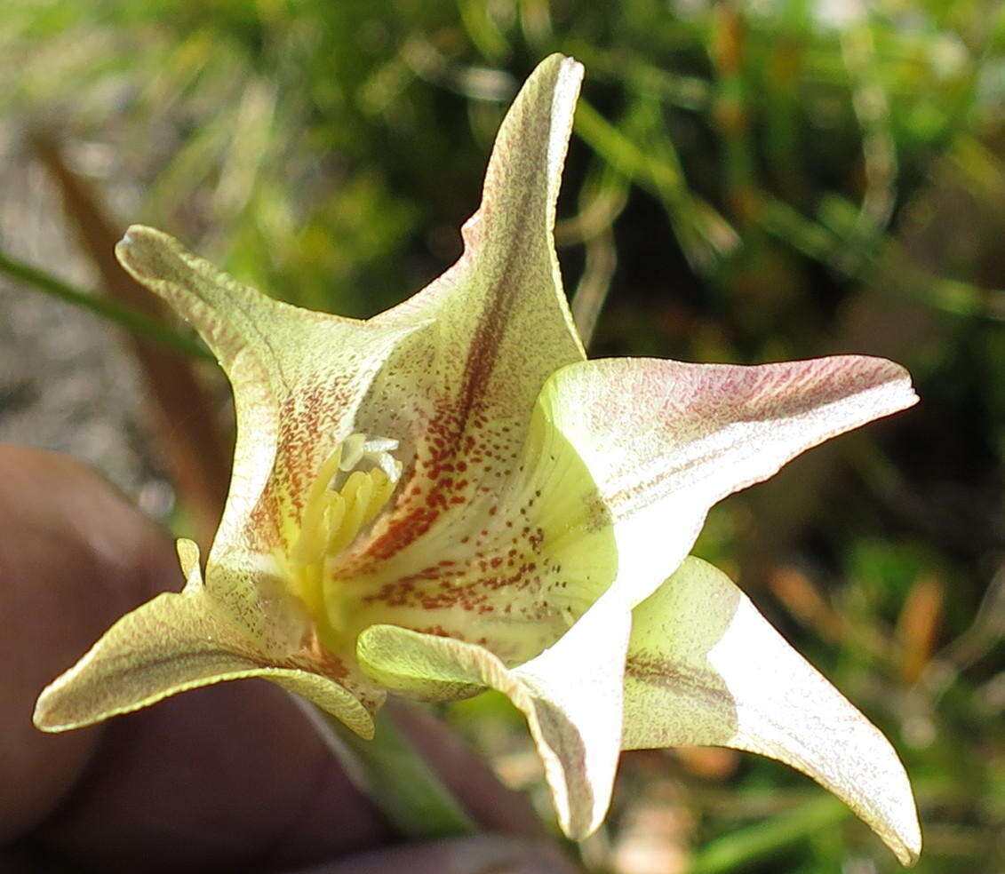 Imagem de Gladiolus longicollis subsp. longicollis