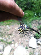 Image of Pacific Spiketail