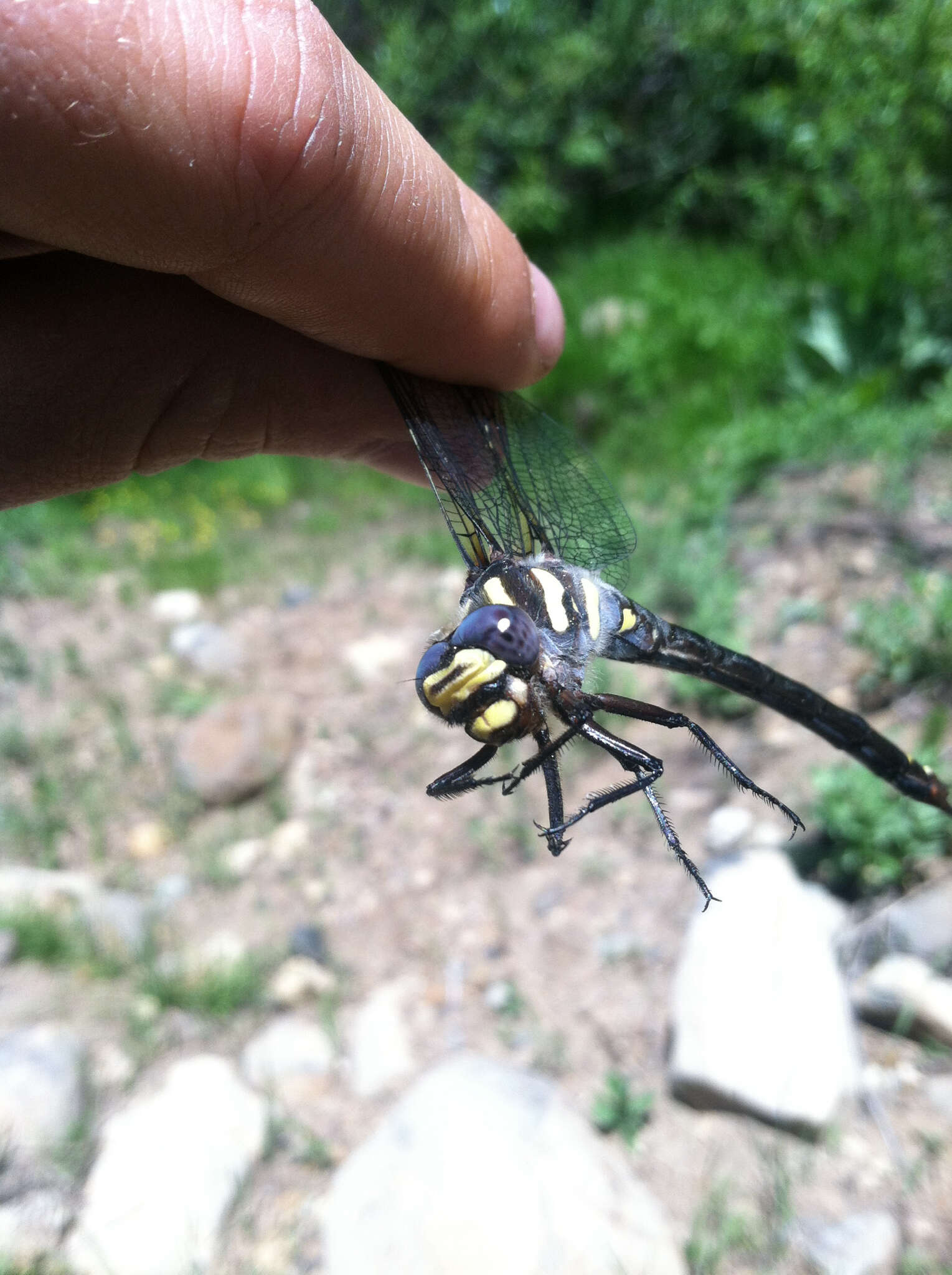 Image of Pacific Spiketail