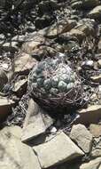 Image of Thelocactus hexaedrophorus (Lem.) Britton & Rose