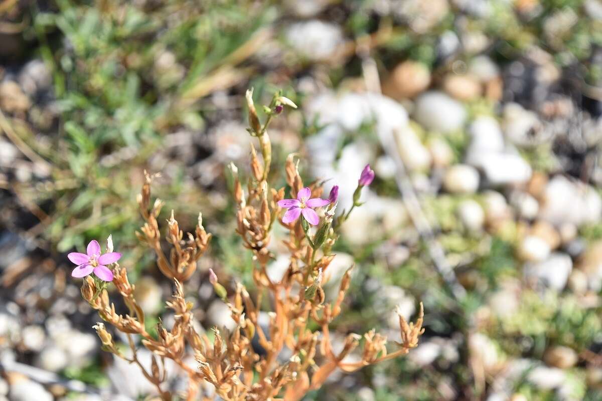 Image of Centaurium littorale subsp. compressum (Hayne) J. Kirschner