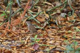 Image of Sinaloa Wren