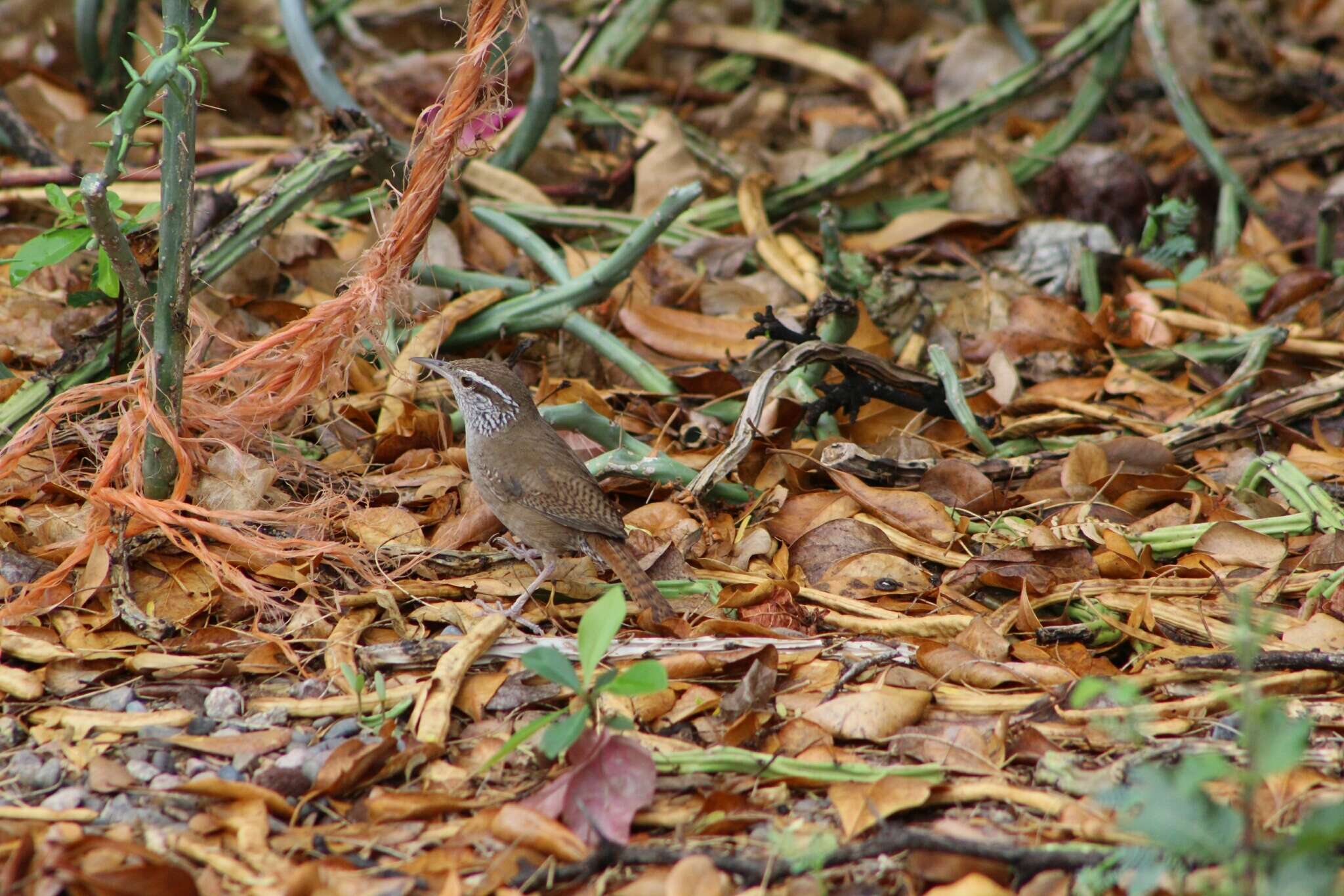 Image of Sinaloa Wren