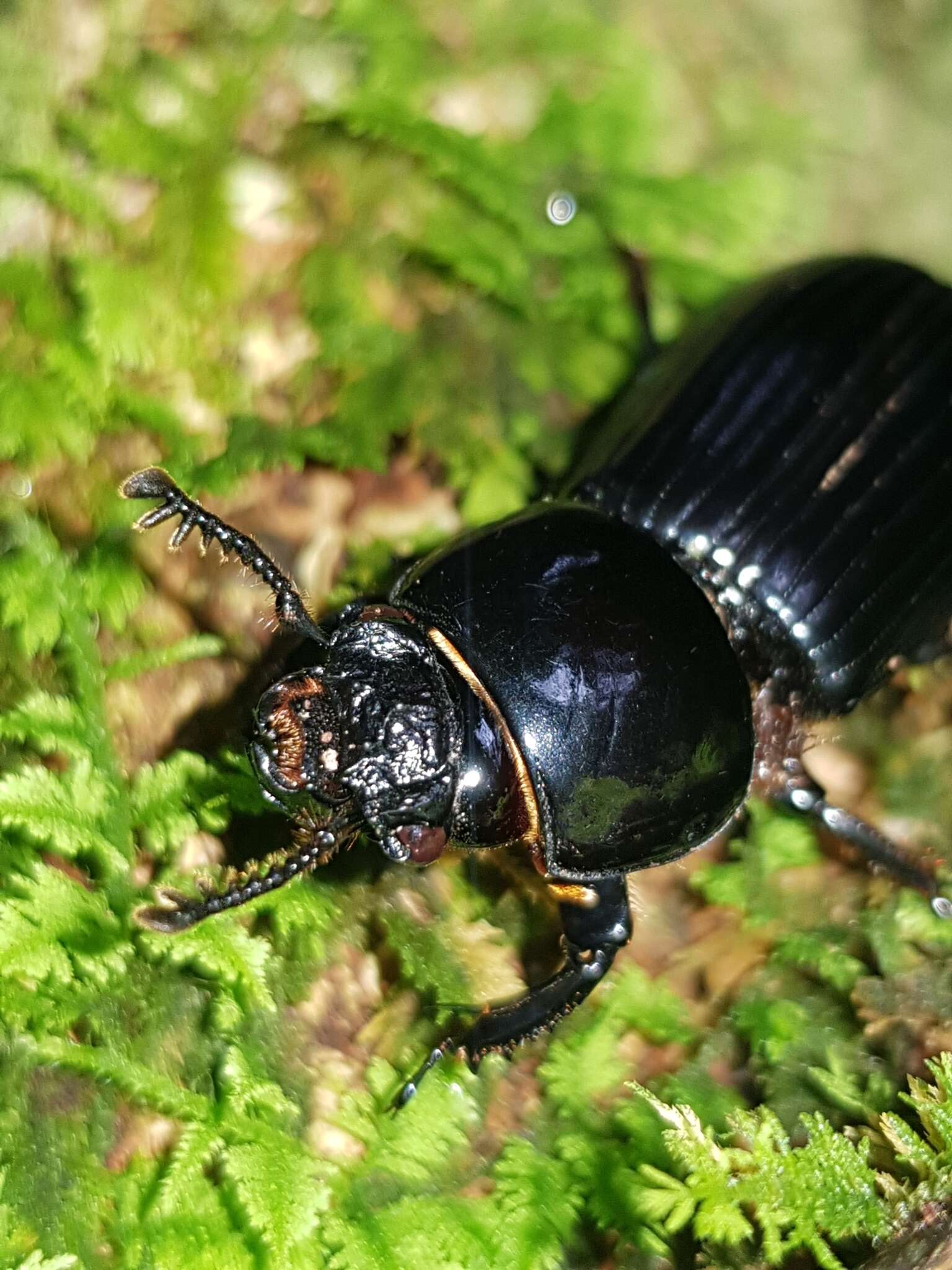 Sivun Pharochilus dilatatus (Dalman 1817) kuva