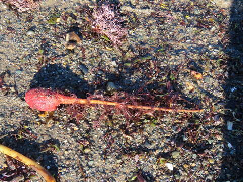 Image of stalked sea squirt