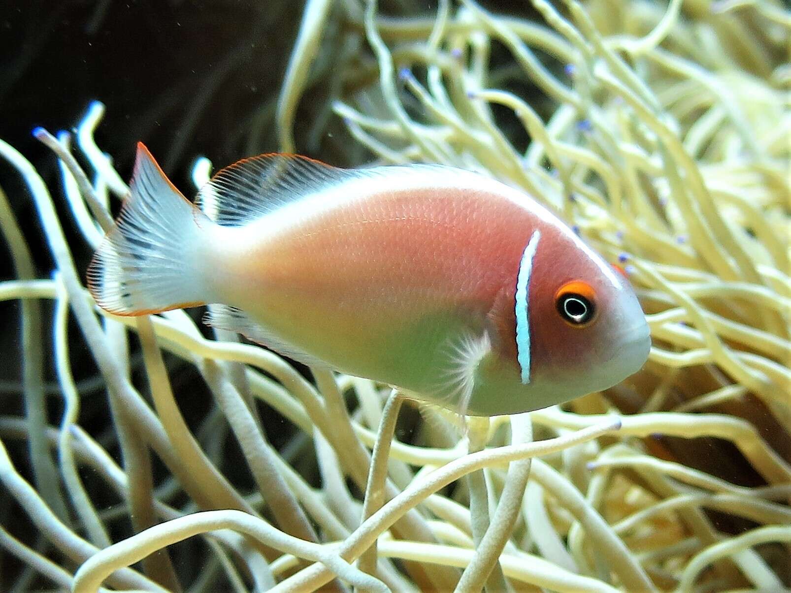 Image of Pink anemonefish