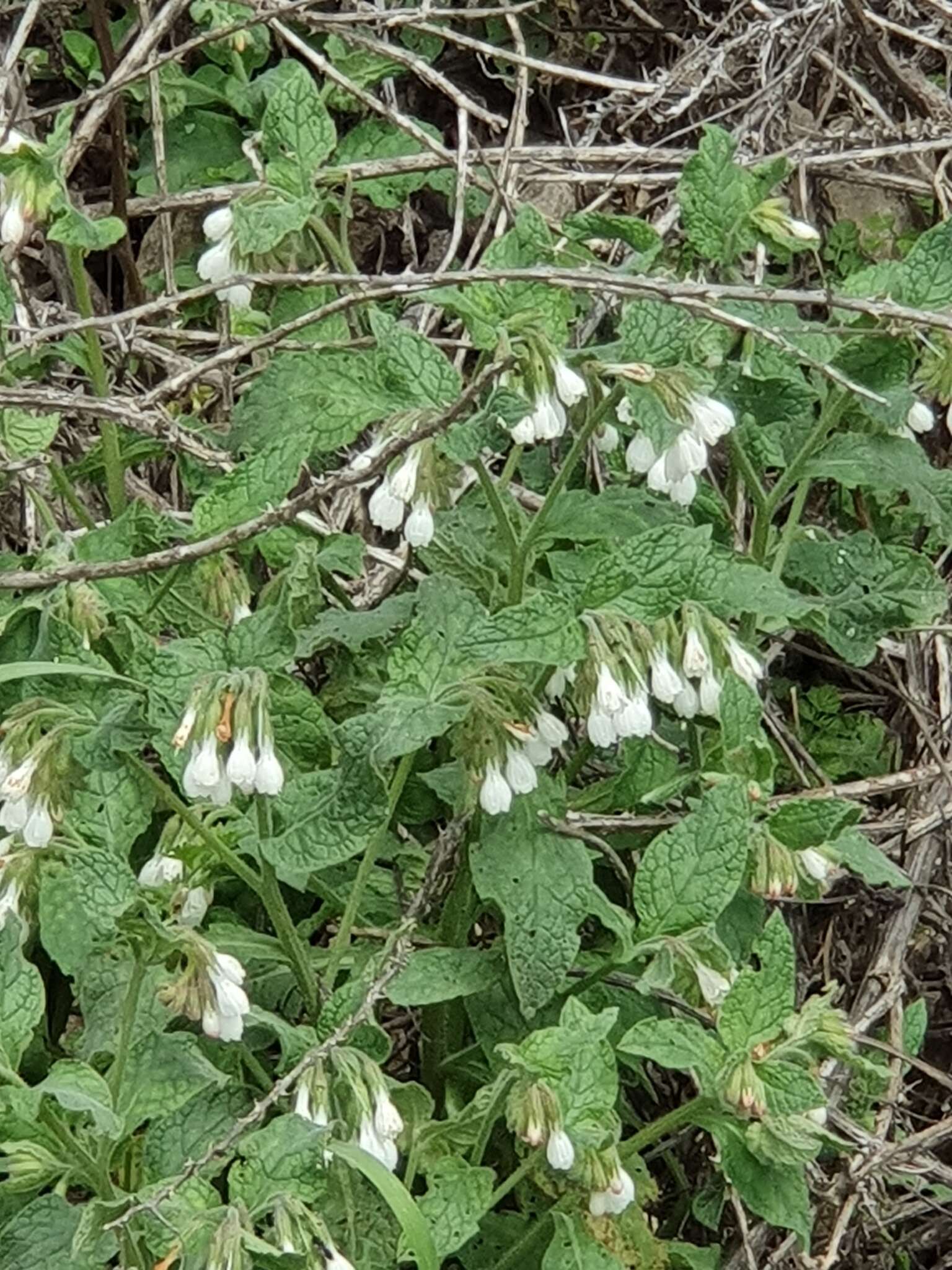 صورة Podonosma orientalis (L.) Feinbr.