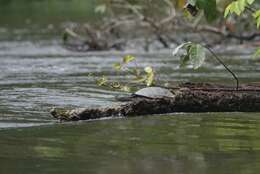 Image of Yellow-headed sideneck turtle