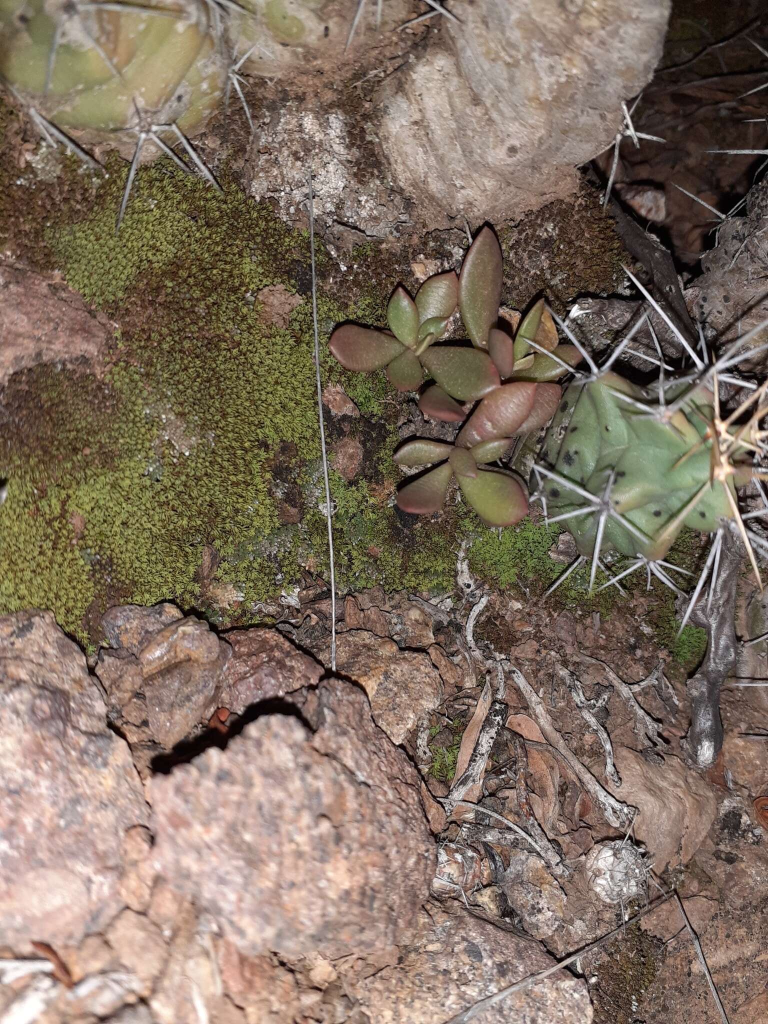 Image of Grahamia coahuilensis (S. Wats.) G. D. Rowley