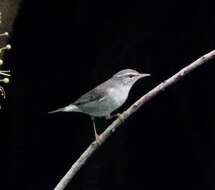 Image of Arctic Warbler