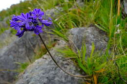 Слика од Agapanthus africanus (L.) Hoffmanns.