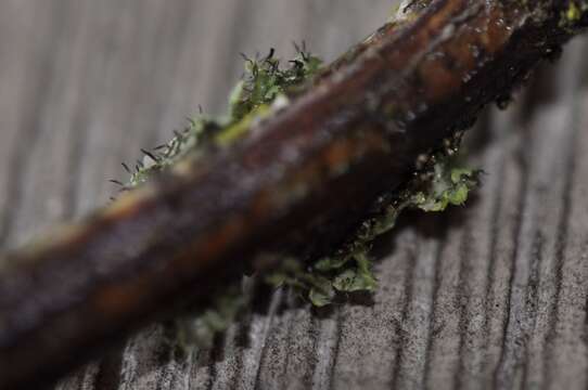 Image of rosette lichen