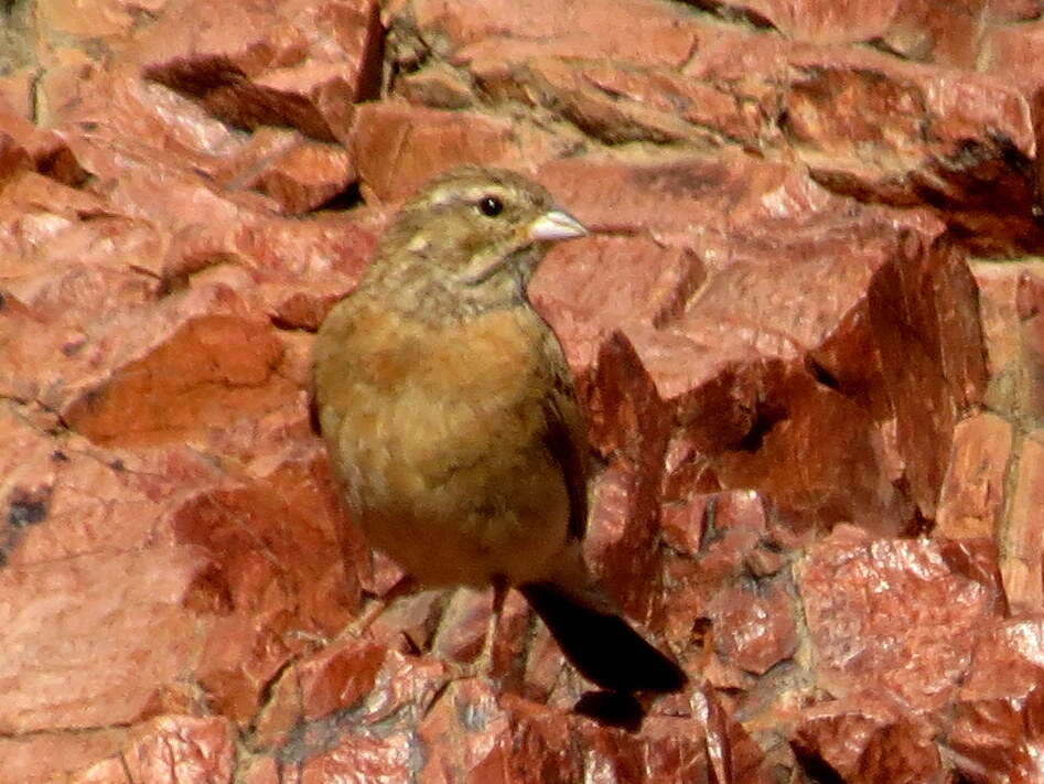 Sivun Emberiza impetuani impetuani Smith & A 1836 kuva