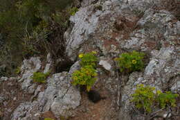 Image de Lecocarpus pinnatifidus DC.