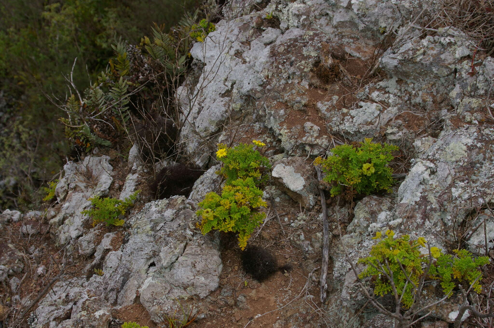 Lecocarpus pinnatifidus DC. resmi