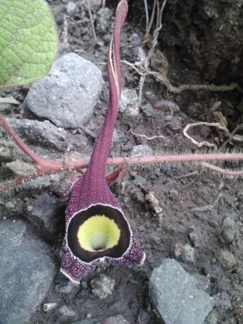 Image of Aristolochia foetida Kunth