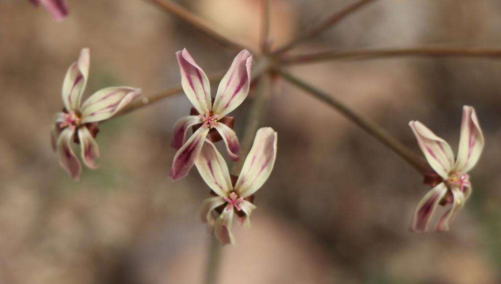 Image of Pelargonium triste (L.) L'Her.