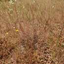 Image of Agrostis subspicata (Willd.) Raspail